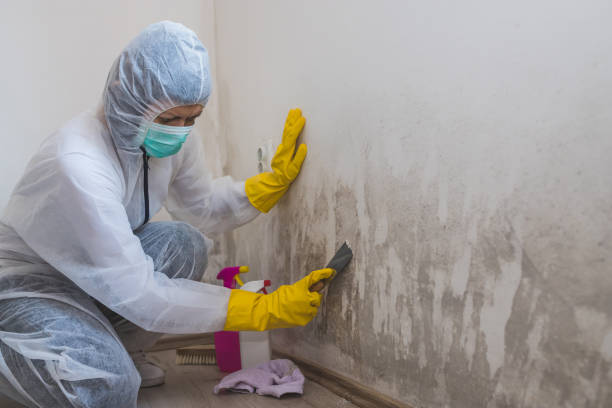 Manitowoc, WI Mold Remediation Company