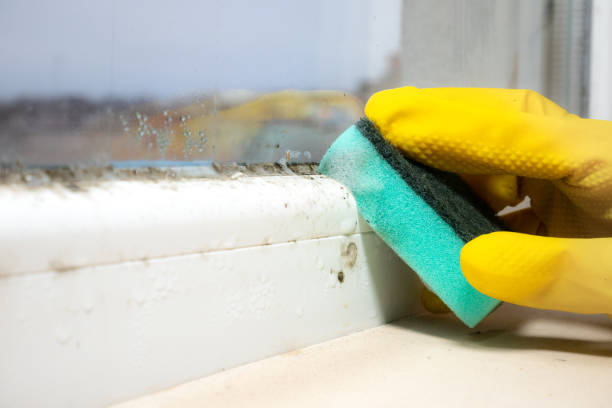 Best Residential Mold Remediation in Manitowoc, WI