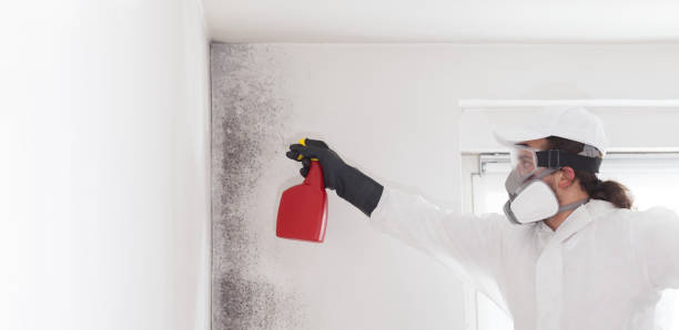Best Mold Testing and Inspection Services in Manitowoc, WI