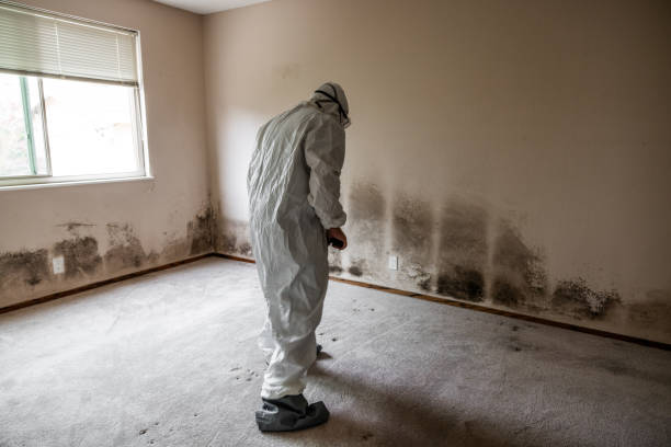 Trusted Manitowoc, WI Mold Remediation Experts