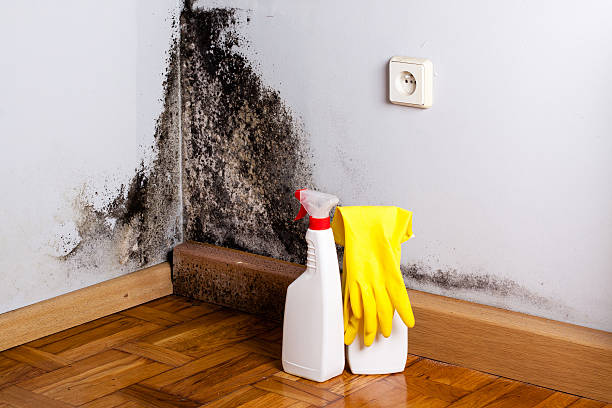 Professional Mold Remediation in Manitowoc, WI
