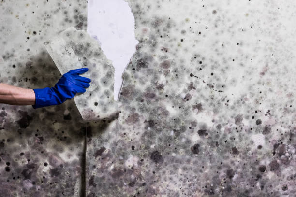 Best Mold Testing and Inspection Services in Manitowoc, WI